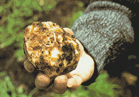 A Consellaría de Medio Rural exclúe as organizacións agrarias da comisión de seguimento da couza guatemalteca