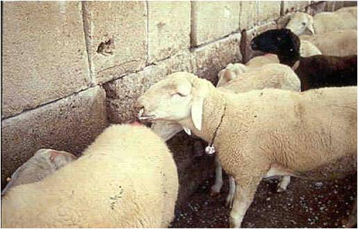 Voltamos dirixirnos á CMR, e tamén ao Ministerio, ante a persistencia de problemas ca vacinación da Lingua Azul