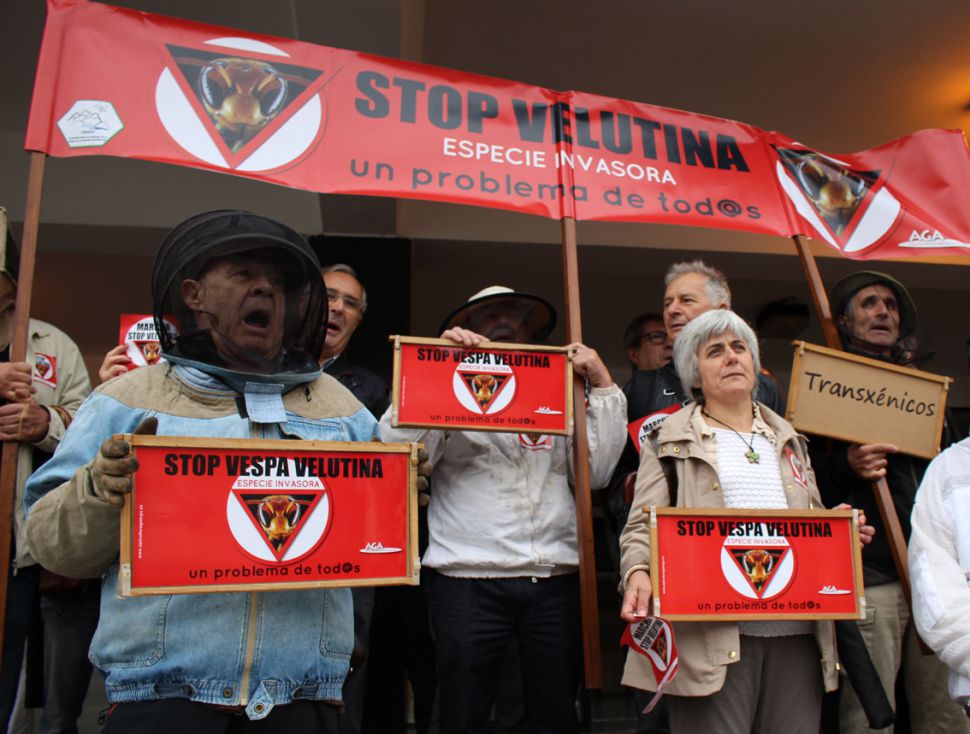 En marcha contra a avespa velutina: Concentración en Compostela reclama un plan de choque urxente
