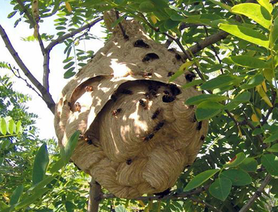 O PP rexeita o plan de choque contra a Velutina e seguirá coas medidas que permitiron a invasión do 70% da Galiza