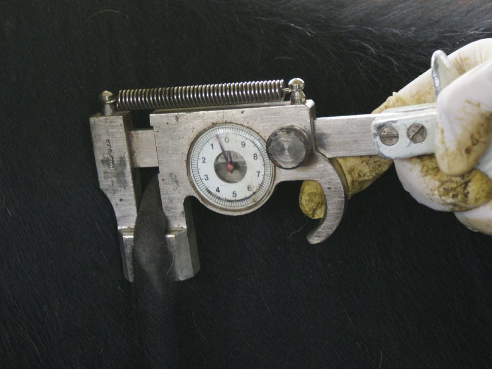 Alarma no sector de vacún na Galiza por positivos de tuberculose en granxas sen problemas sanitarios