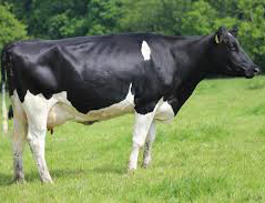 As granxas de Galiza perderon 66 millóns de euros en 2018 por cobrar  o leite por baixo da media europea