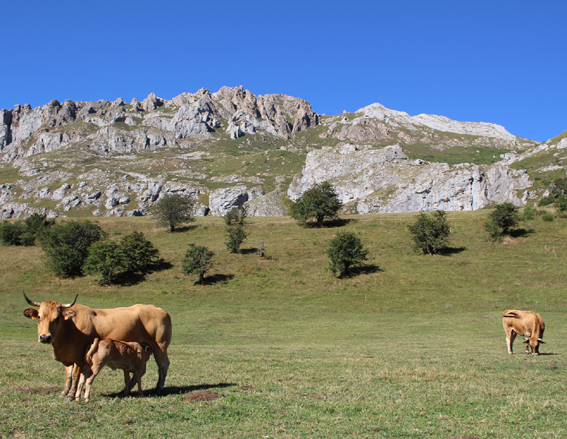 Convivencia de gandería e fauna salvaxe: Aprendendo da experiencia en xestión no parque natural de Somiedo