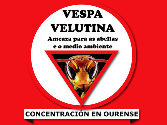 A Asociación Galega de Apicultura (AGA) convoca protestas en Ourense para esixir solucións á expansión da velutina