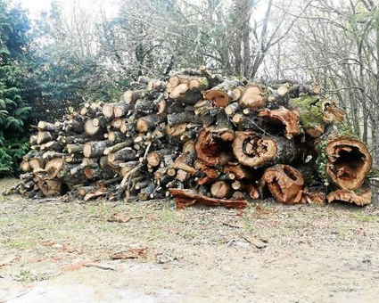 Medio Rural rompe o seu compromiso de crear unha mesa de traballo para os lumes no Consello Forestal de Galicia
