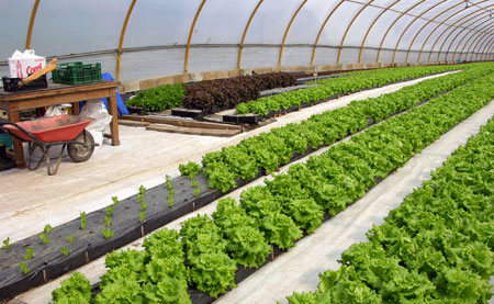 Prevención de riscos laborais á hora de traballar en invernadoiros e cultivos baixo cuberta