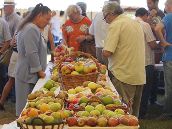 A reconquista da froita autóctona galega comezou no Eume
