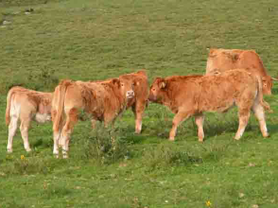 Tenreira Galega aproba elevar a idade dos becerros anellos de dez a doce meses co voto en contra do SLG