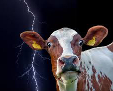 Unha treboada perfecta asombra o sector da carne de vacún na Galiza coa complicidade do PP e do PSOE