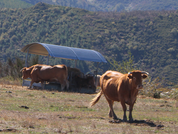 Cooperativa A Carqueixa: Feireando por Internet