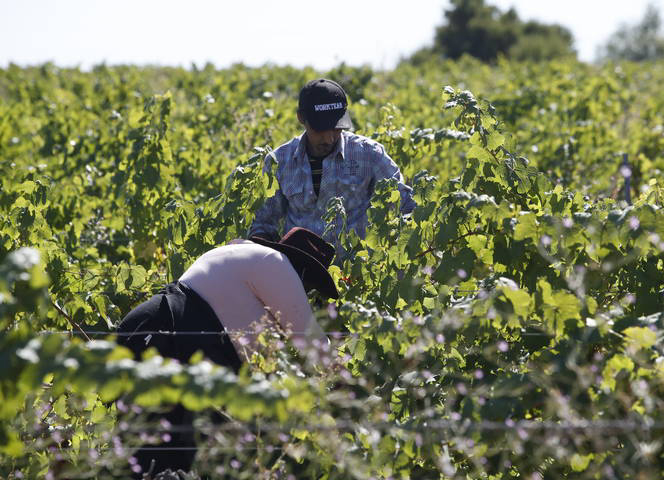 O SLG pide medidas de apoio contra a crise do viño e critica as restricións absurdas na viticultura de autoconsumo