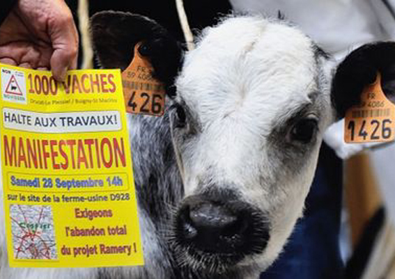 O Sindicato Labrego solidarízase coa Confédération Paysanne na súa loita contra a granxa das 1.000 vacas