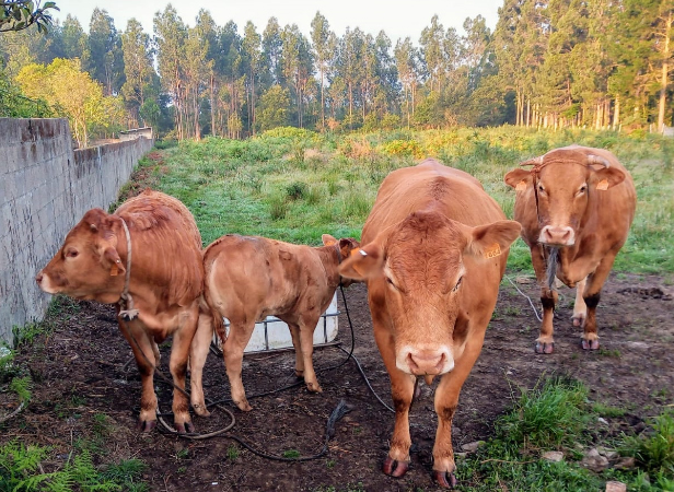 Un cebadeiro de xatos en Narón leva seis meses inmobilizado arbitrariamente por Medio Rural