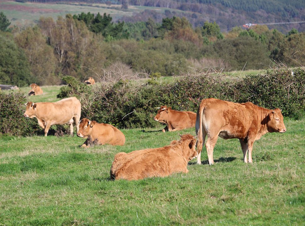 As axudas de Medio Rural ao vacún de carne pola Covid exclúen 10.000 granxas, a metade do sector
