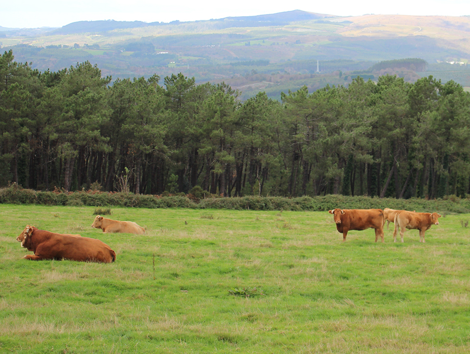 Os papeis da PAC (2): Os principais cambios da nova Política Agraria Común con respecto á anterior