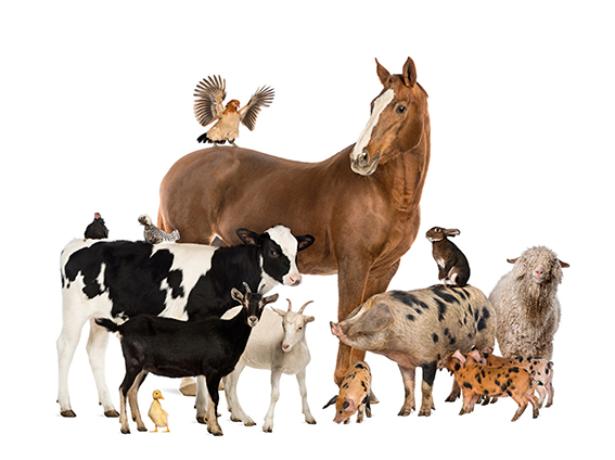 Xa dispoñibles os vídeos das xornadas sobre normativa hixiénico-sanitaria das producións alimentarias artesás