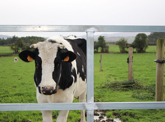As granxas de leite galegas perden 10 millóns de euros cada ano por non cubrir os custes de produción