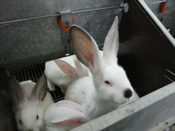 O sector cunícola pide unha xuntanza urxente no Ministerio de Agricultura para tratar unha das peores crises de prezos