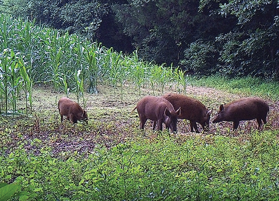 O SLG ve ridículas as axudas para paliar os danos do xabaril nos cultivos por cubrir só 3 meses de 2016