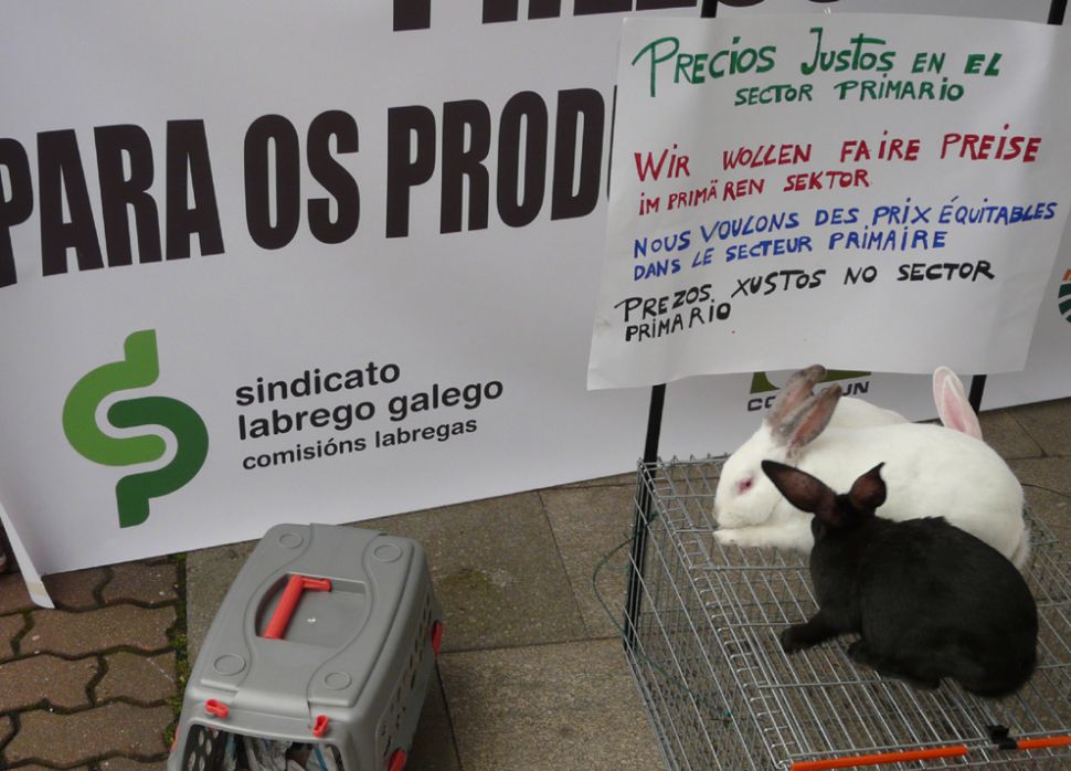 COAG e SLG trasladan ao Ministerio de Agricultura un paquete de medidas para atallar a crise do sector cunícola