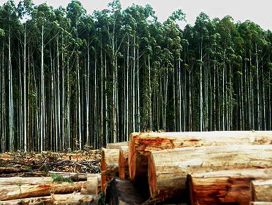 O SLG alerta do incremento na plantación de eucaliptos para eludir a moratoria anunciada por Medio Rural