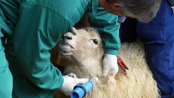 Solicitamos xuntanza ca CMR para concretar as incidencias derivadas da vacina da lingua azul e abordar solucións