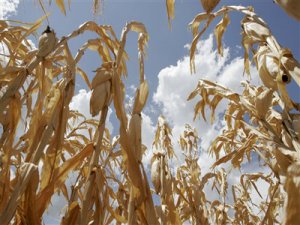 A Consellaría de Medio Rural deixa desamparadas ás explotacións agrogandeiras galegas diante dunha das peores secas dos últimos anos