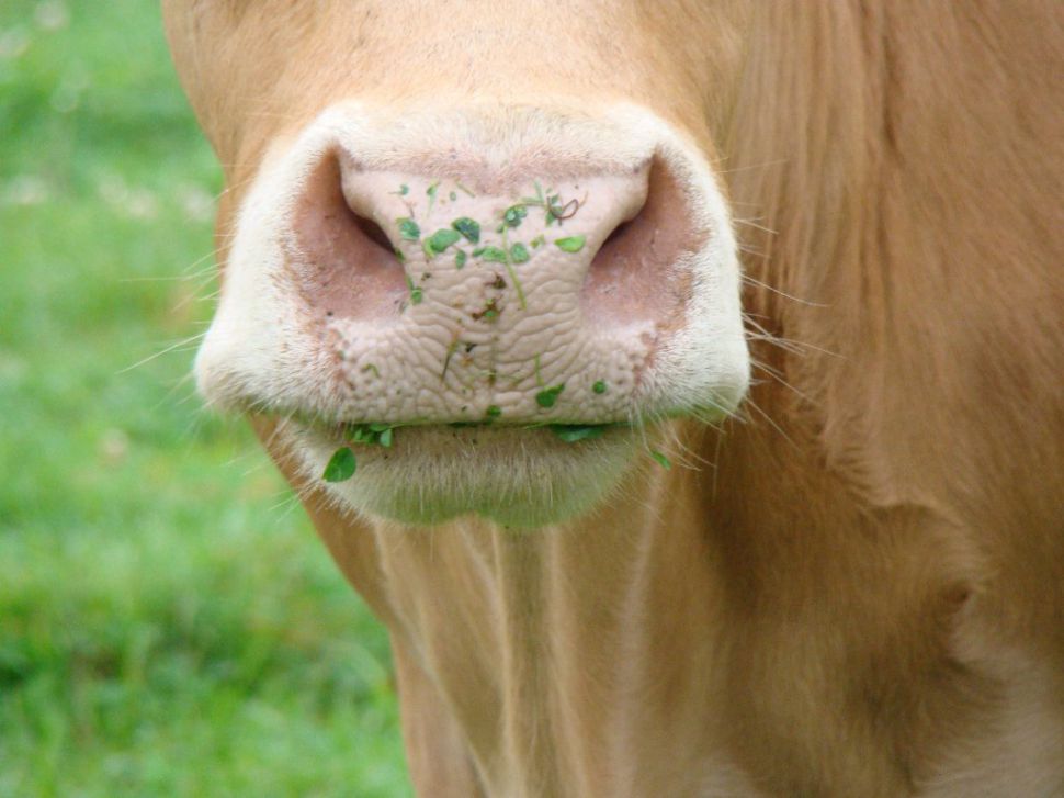 O Grupo de Alto Nivel de leite acordará hoxe as súas conclusións finais