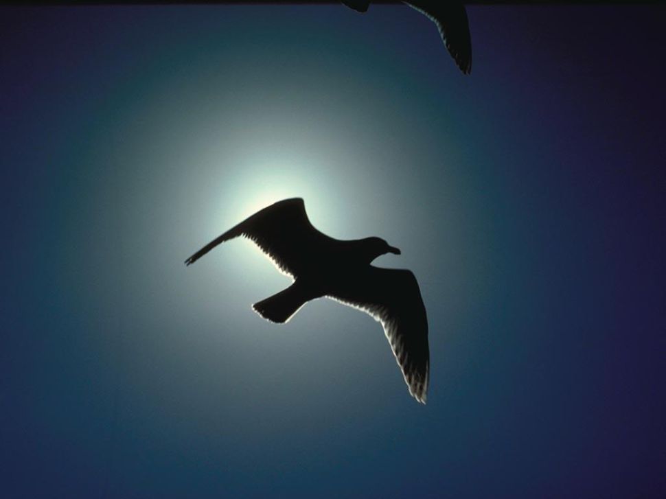 Falla de información e transparencia  na declaración de Zona ZEPA para A Limia que a CMR quere aprobar mañá.