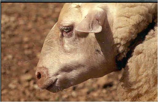 A Consellería de Medio Rural abandona as gandarías ante os problemas que lles está a ocasionar a vacinacións fronte a Lingua Azul