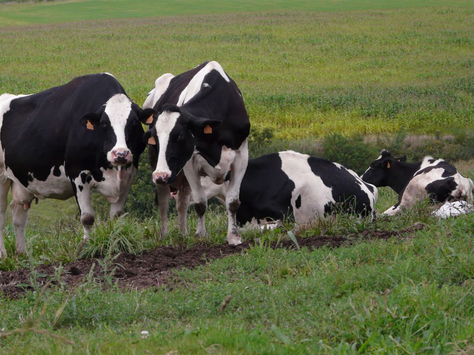 O que compromete o futuro do sector lácteo son as prácticas abusivas das industrias toleradas polas institucións