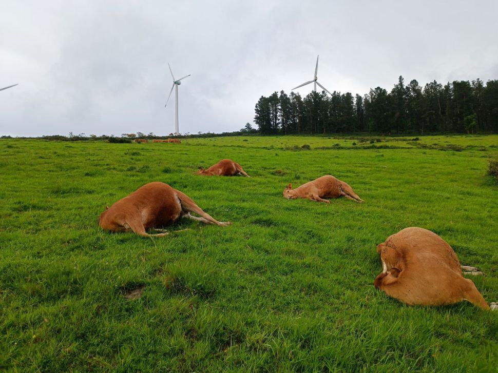 Solicitamos investigar urxentemente a morte de 4 animais ao pé dun polígono industrial eólico por mor dun raio