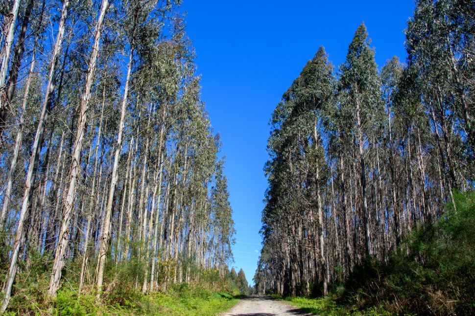 A solicitude do SLG, o proxecto GAMA de Altri-Greenalia será debatido esta semana no Consello Forestal