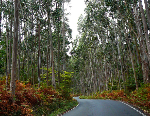 A Plataforma “Por un monte con futuro” demanda concreción na moratoria de plantación de eucaliptos