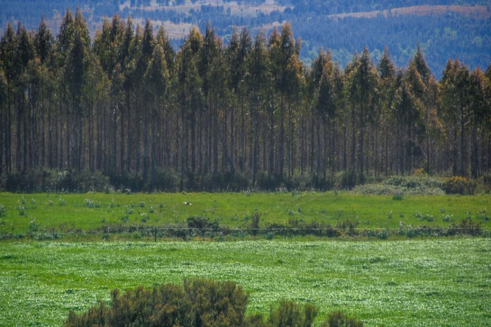 Non queremos unha macrocelulosa para disimular a problemática dos macrocultivos de eucaliptos, queremos recuperar o noso monte