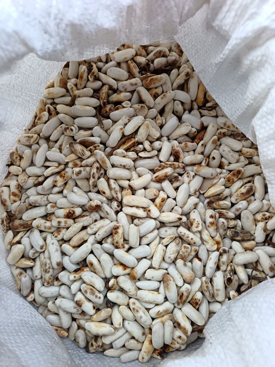 Solicitamos xuntanza coa Consellería do Medio Rural para demandar un plan de apoio ás persoas produtoras de faba