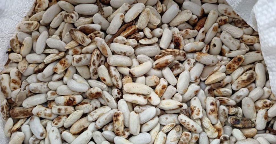 COAG Asturias e o Sindicato Labrego Galego poñen en marcha un grupo de traballo en busca de solucións para a crise da faba