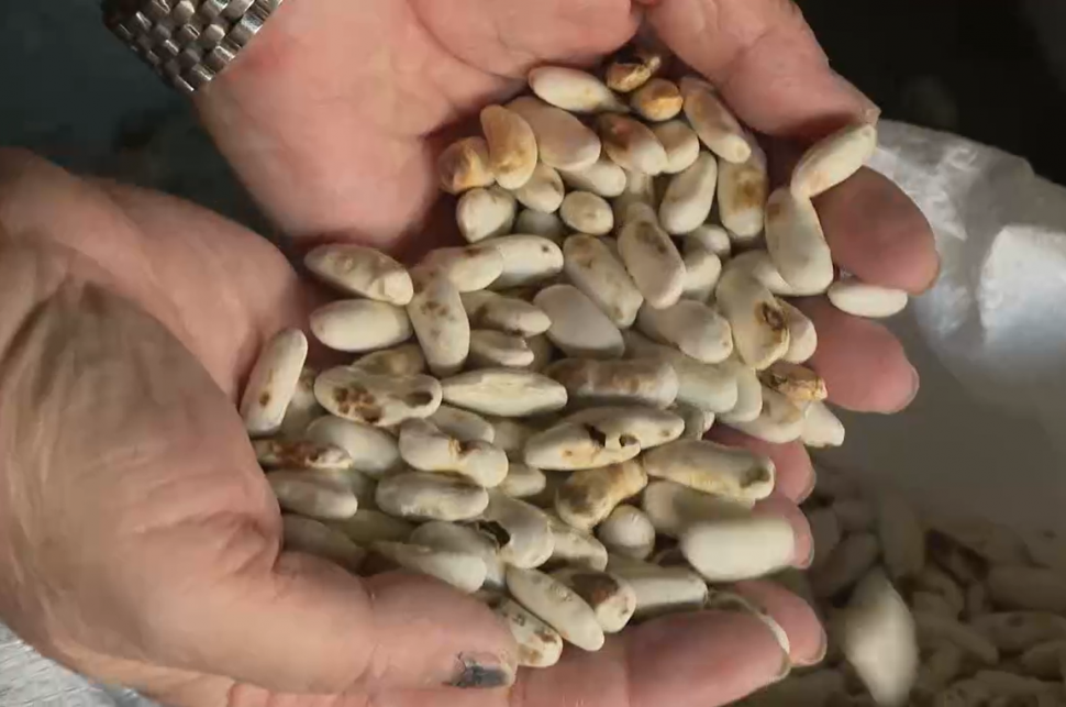 Produtores/as de Faba da Mariña, coa Secretaria Xeral do SLG, participarán nun encontro organizado por COAG Asturias en Navia