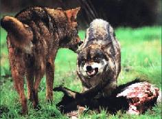 A Consellaría do Medio Ambiente impide a denuncia dos danos causados pola fauna salvaxe nas explotacións galegas