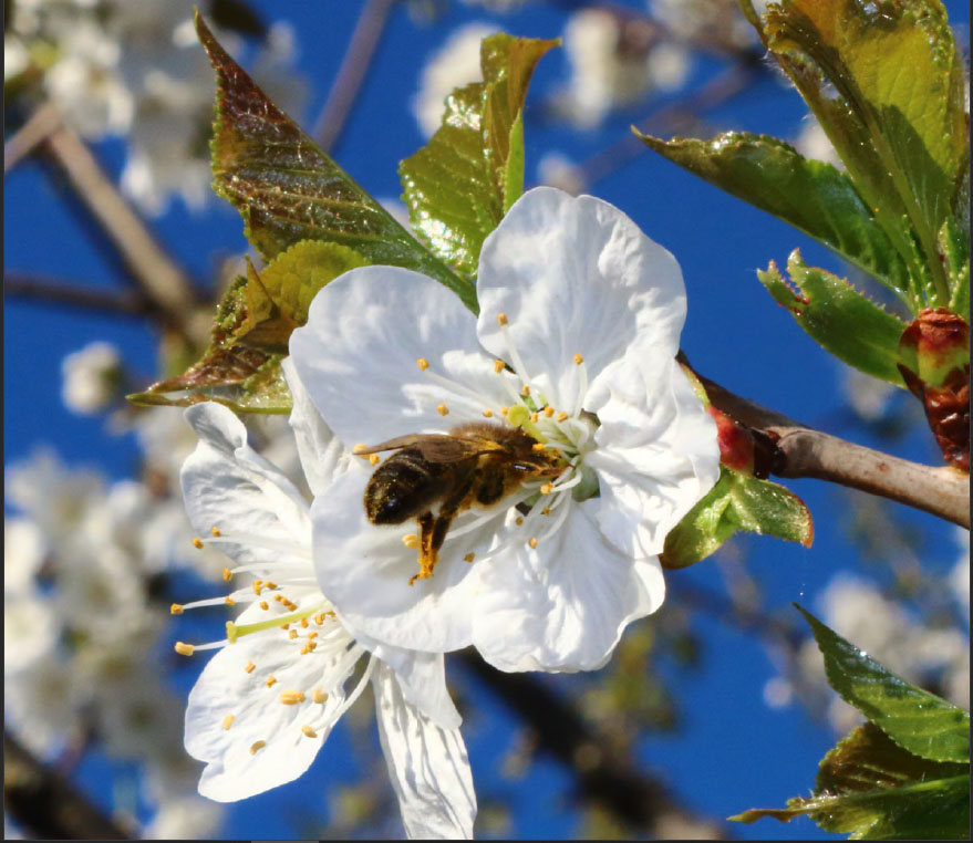 Frouma publica a guía ‘Manexo de masas vexetais para a apicultura’, sobre a importancia das abellas na Galiza