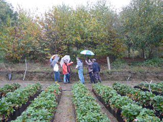 O SLG continúa n’A Estrada a súa campaña de denuncia contra a forestación ilegal de terras agrarias