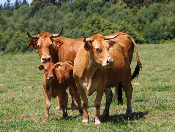 A caída de consumo volve afundir os prezos da carne de vacún galega en valores de crise