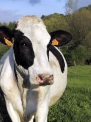 Taxa na Lonxa de Silleda, un novo golpe para as explotacións