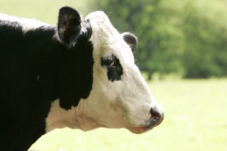 As explotacións leiteiras d’A Mariña lucense perderán máis de medio millón de euros  pola marxinación da Xunta e do Goberno Central