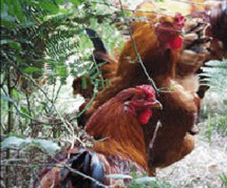 O SLG desenvolverá a avicultura sustentábel na bisbarra de Deza, Tabeirós e Terra de Montes