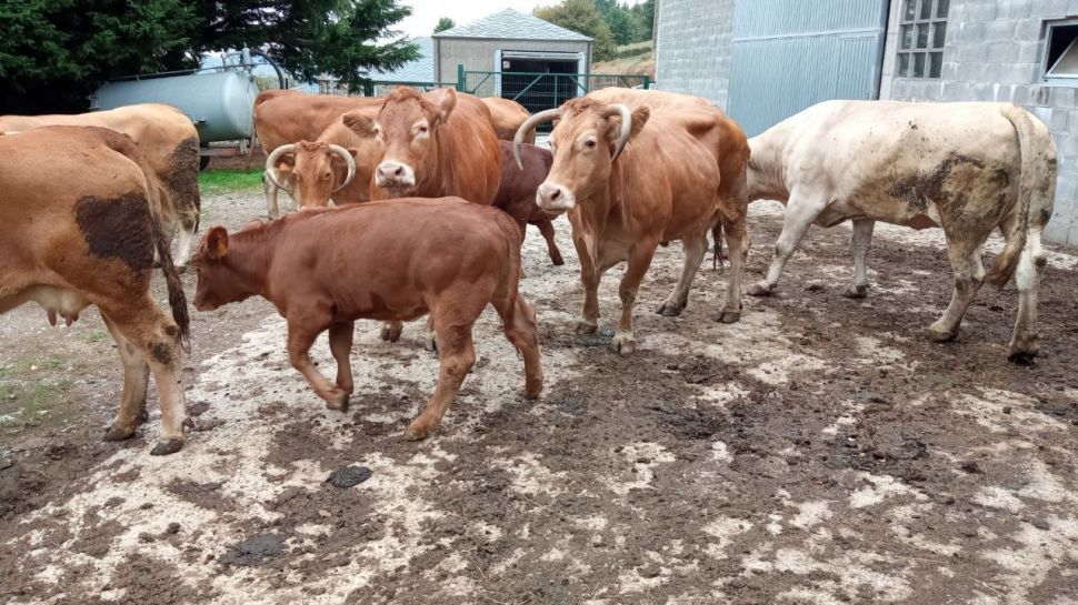 Por que se está a ralentizar a cadea de distribución de vacún de carne na Galiza?