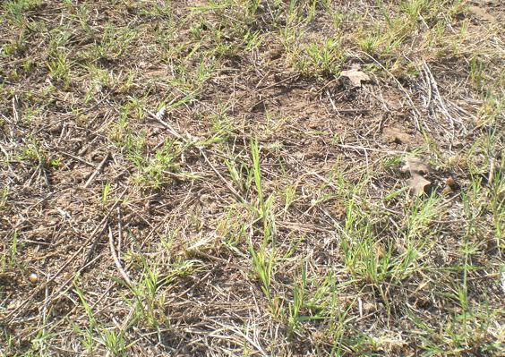 O SLG alerta do forte impacto da seca tamén en sectores como o viño, a pataca ou a horta, amais dos gandeiros