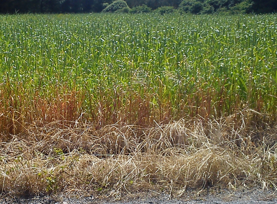 O SLG denuncia en Vilalba fumigacións para controlar a maleza que poderían contaminar cultivos