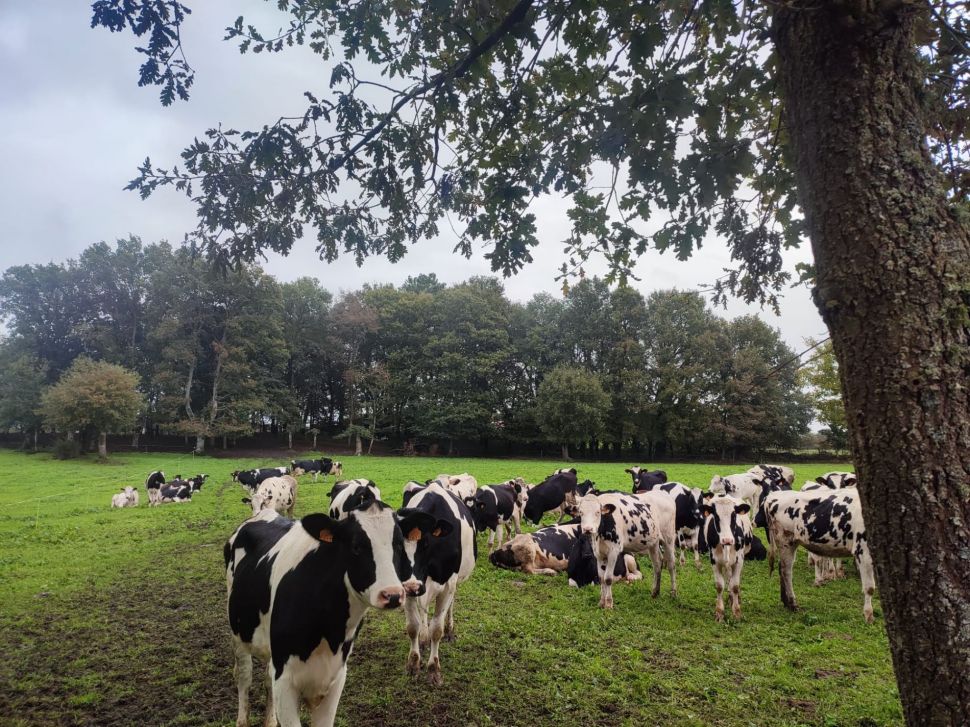 Ameazas de baixada de ata 3ct/l nas ofertas de contratos do leite rompendo a barreira dos 40ct/l