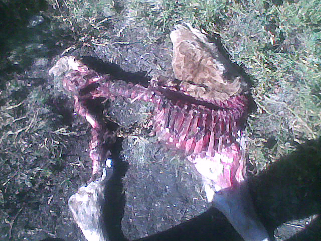 O Sindicato Labrego Galego denuncia novos ataques de lobos sobre explotacións gandeiras en Maceda